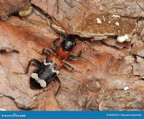 Ant beetle stock image. Image of poland, decline, predation - 8950729