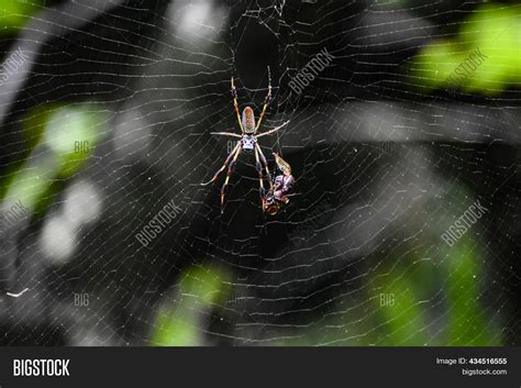 Golden Silk Spider Aka Image & Photo (Free Trial) | Bigstock