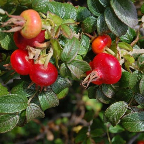 Buy Red Rugosa Rose (Rosa Rugosa Rubra) 10+ seeds online :: Seeds ...