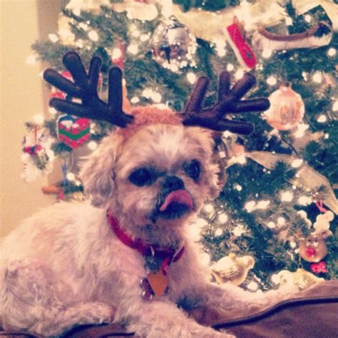 Shih Tzu Photos from Christmas Contest — – PawDogs Online Community