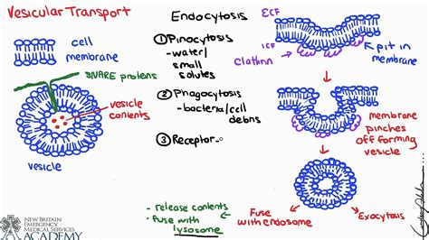 Vesicular Transport Youtube