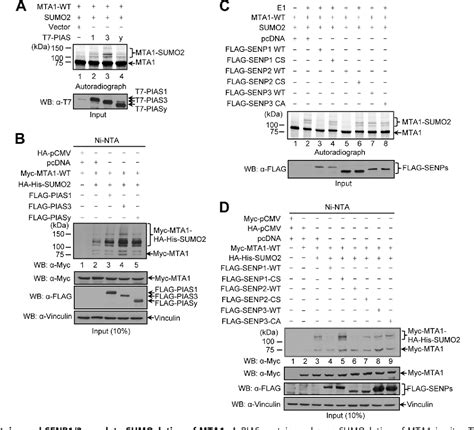 Figure From Sumoylation And Sumo Interacting Motif Sim Of