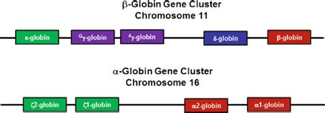 1 B Like And A Like Globin Loci On Chromosome 11 And 16 Shown Are The