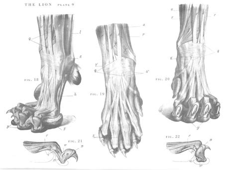 feline paw anatomy