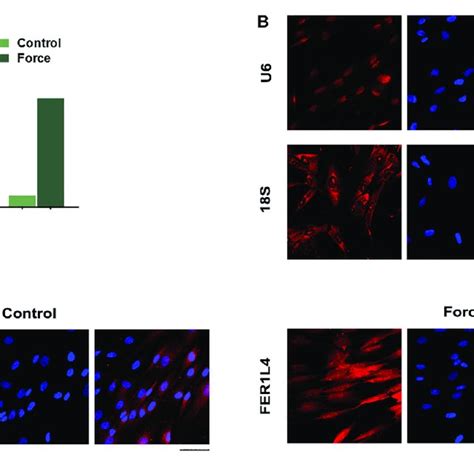 Autophagy Was Increased In Pdlscs Under Compressive Force Cells Were