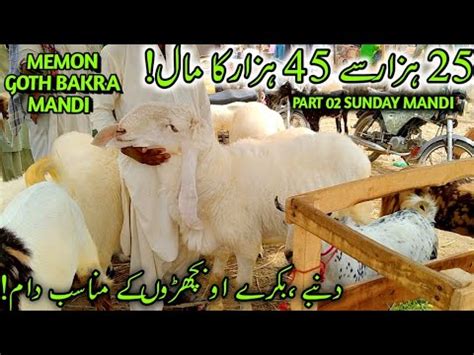 Range K To K Memon Goth Bakra Mandi Prices Update Cheapest