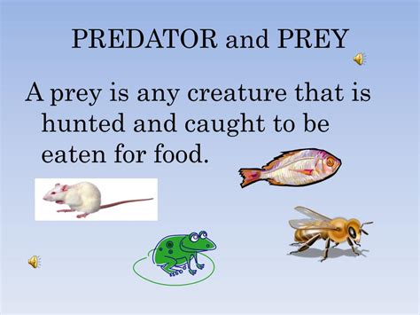 Ppt How Do Predatorprey Interactions Affect An Ecosystem Powerpoint