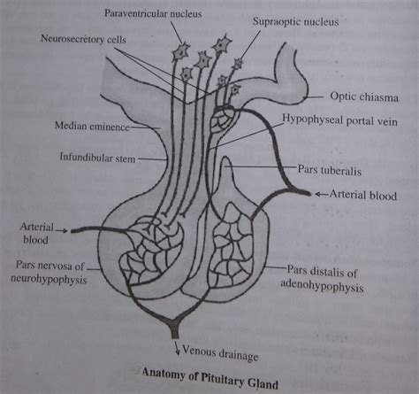 pituitary gland pharmacy notes