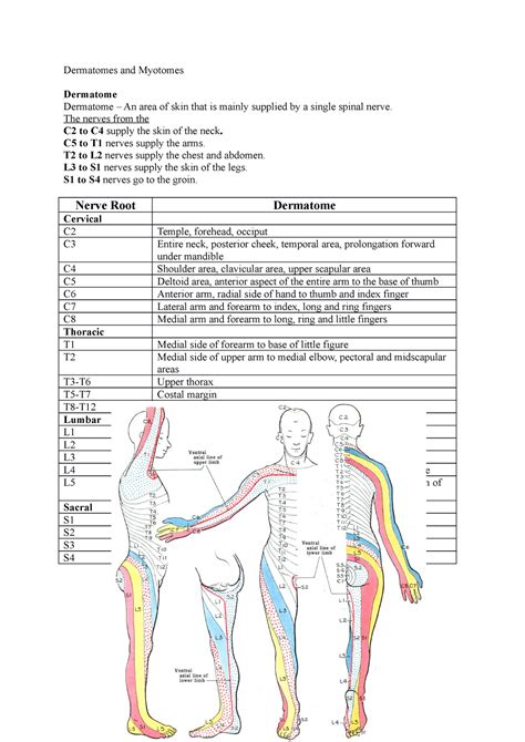 Lower Extremity Dermatomes And Myotomes