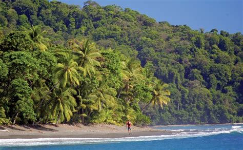 Tour Parque Nacional Corcovado Estaci N San Pedrillo Desde Bah A