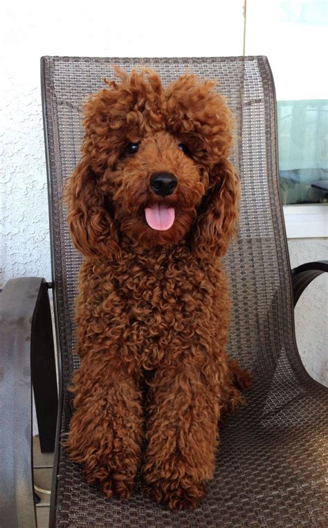 Red Miniature Poodle Puppy Cut