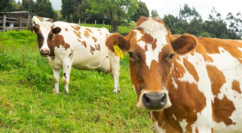 Cómo afecta el cobre a la reproducción de los bovinos Infortambo Andina