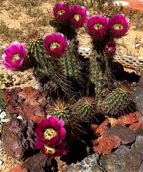 Strawberry Hedgehog Cactus Strawberry Hedgehog Cactus Mesa Flickr