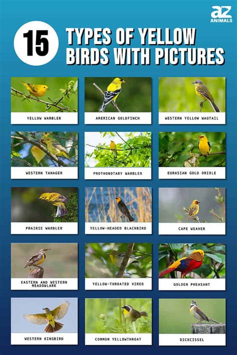 15 Common Types Of Yellow Birds With Pictures A Z Animals