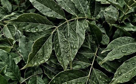 Обои на рабочий стол зеленые листья - 68 фото