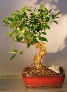 Ficus Retusa Bonsai Tree For Sale Medium Curved Trunk Style Bonsai