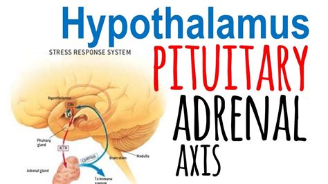 Hypothalamic Pituitary Adrenal Axis Hpa Axis Youtube