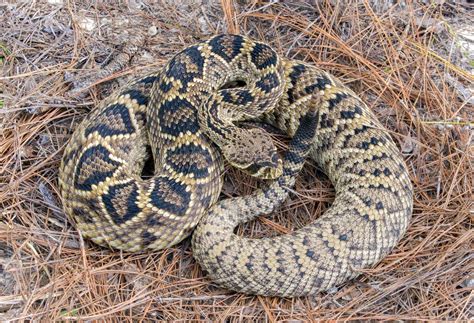 Large wild Eastern Diamondback rattlesnake - crotalus adamanteus laying