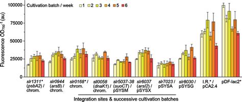 Long Term Stability Of The Generated Synechocystis Syfp Expression