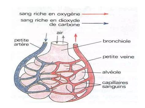 Anatomie Physiologie De Lappareil Respiratoire Ppt