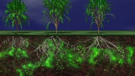 Trees And Mycelium Network Fungal Root Stock Video Pond