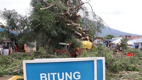 Pohon Beringin Tumbang Di Pelabuhan ASDP Ternate Timpa Truk Lagi Parkir