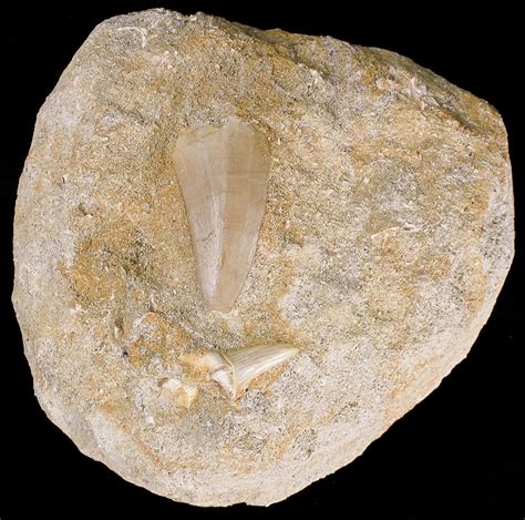 Mosasaurus Tooth In Matrix For Sale Fossilera