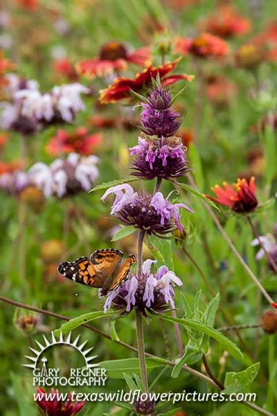 Texas Wildflower Identification Index Texas Wildflower Pictures And Identification By Gary