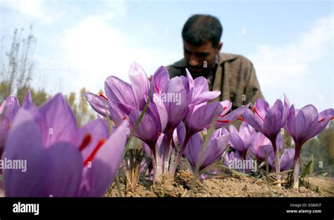 Kashmiri farmers collect saffron from their fields at Pampore on the ...