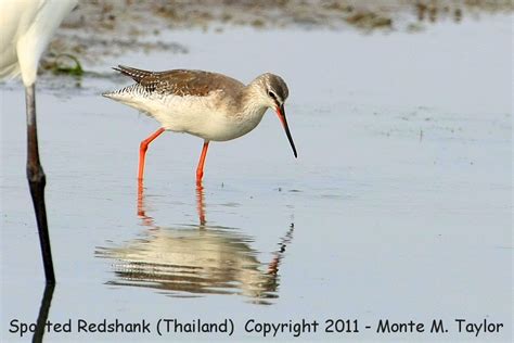 Spotted Redshank