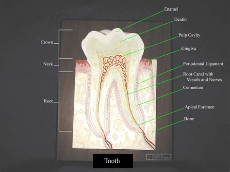 Toothmodel