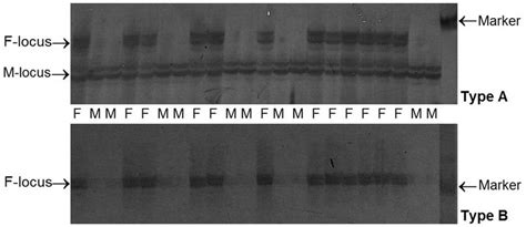 Polyacrylamide Gel Separation Of Sex Linked Microsatellites Pcr Download Scientific Diagram