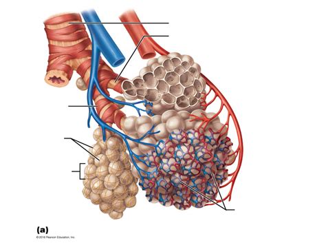 Respiratory Zone Diagram Quizlet