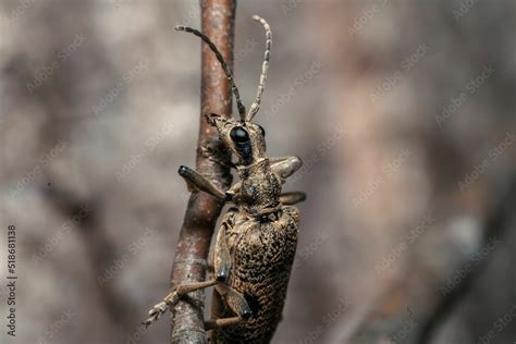 Macro Of A Black Spotted Longhorn Beetle Rhagium Mordax On A Branch