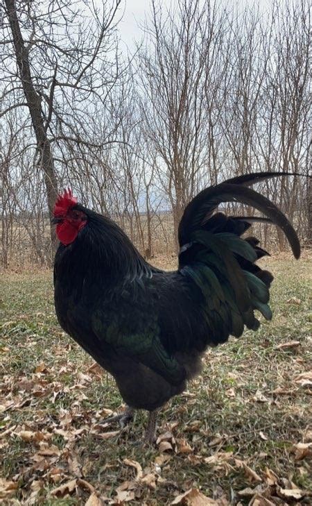 Black Australorp Roosters – Soeffker Farm