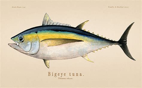 Bigeye Tuna 729 - Studio Abachar