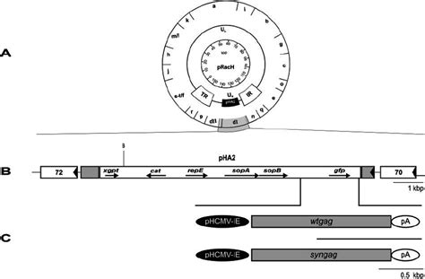 A Schematic Illustration Of The EHV 1 H Gp2 Virus Used In This