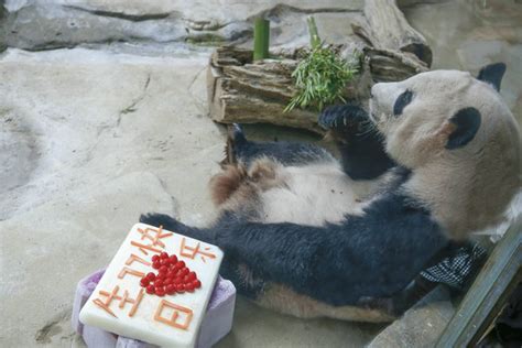 常州淹城野生动物世界外籍员工学写书法庆祝大熊猫琪琪生日中国江苏网