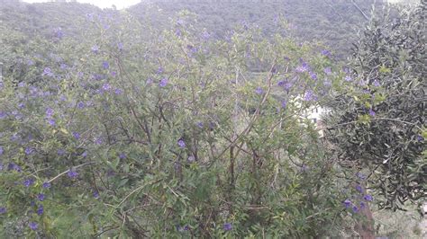 Photo Of The Entire Plant Of Blue Potato Bush Lycianthes Rantonnetii