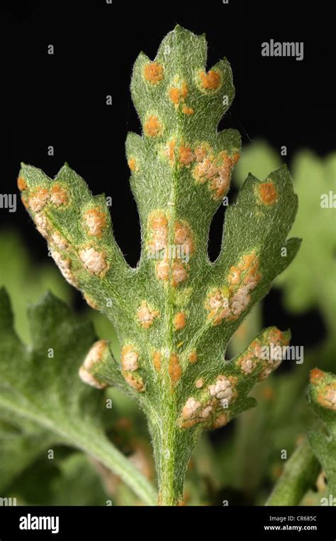 White Rust Puccinia Horiana On The Underside Of A Chrysanthemum Leaf