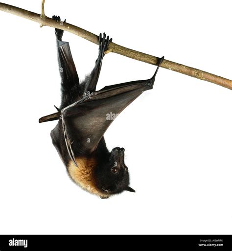 Indian Fruit Bat Pteropus Giganteus Crawling Along Branch White