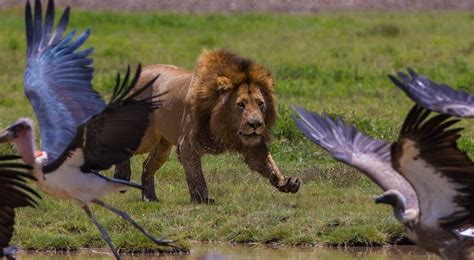 lions of ngorongoro - Ngorongoro Crater Tanzania