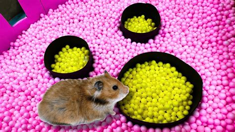 Pool Maze For Hamster Rainbow Pyramid Escapes Maze For Pets In Real