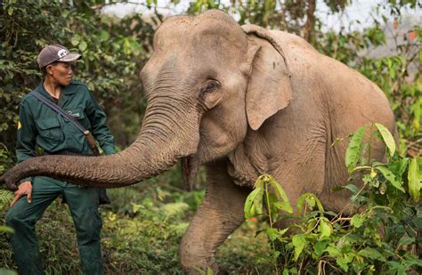 Elephant Conservation Center at Sayaboury – Green Discovery Laos