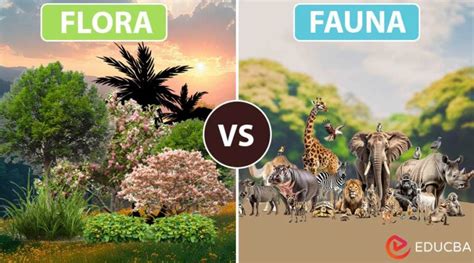 Flora and Fauna: Safeguarding Biodiversity and Ecosystems