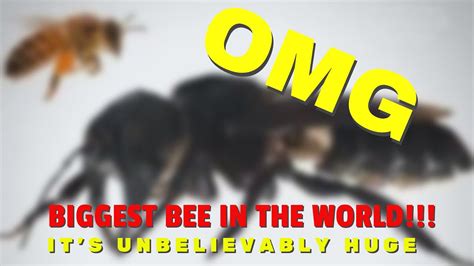 Meet The Biggest Bee In The World Youtube