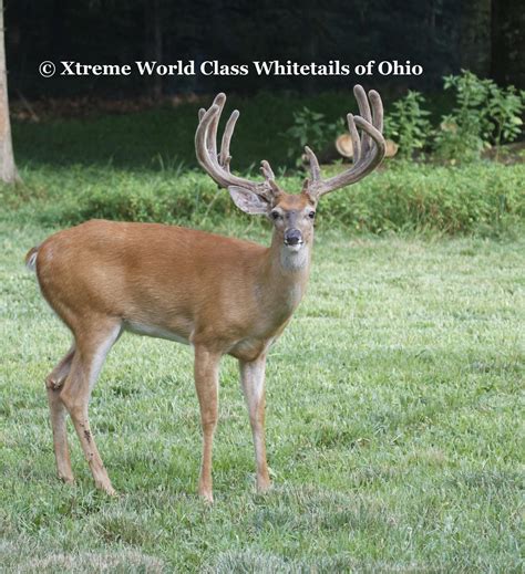 Galleries - Extreme World Class Whitetails of Ohio