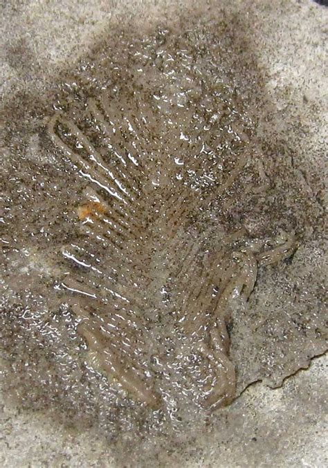 Louisville Fossils and Beyond: Unidentified Crinoid Pinnules Fossil