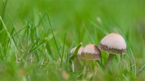 Florida Poisonous Mushrooms: Top 10 – Plant Grower Report