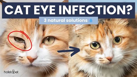 cat eye infection home remedies whats safe whats  kidscareblog